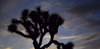 Joshua Tree National Park