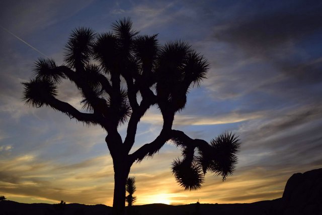 Joshua Tree National Park