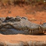 Saltwater Crocodile
