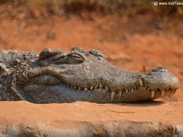 Saltwater Crocodile