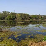 Wetlands with lush greenery on the banks