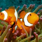 10 Best Fishing Destinations Around The World Life under water in the Great Barrier Reef, Cairns, Queensland, Australia