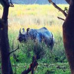 Rhinoceros at the Pobitora wildlife sanctuary, Assam