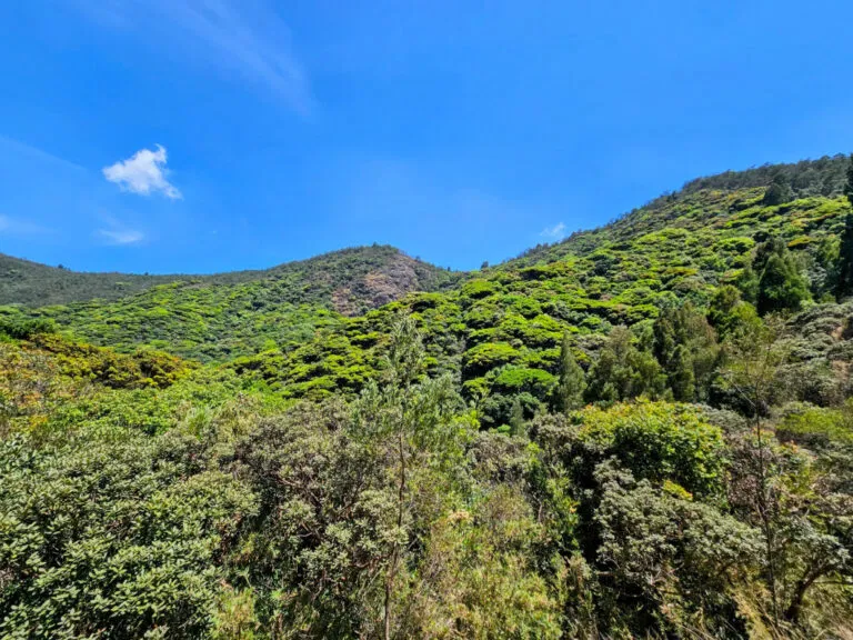 The view from Avalanche Safari End Point, things to do in Ooty