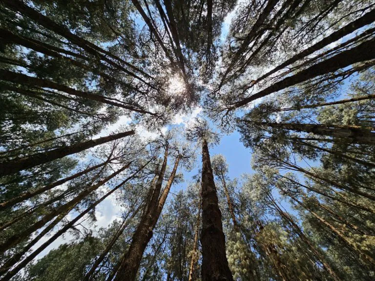 There is not much to do in the lake, except for bed, relax and enjoy the peaks of the trees.