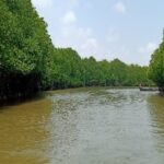 Landscape view of the Pichavaram Mangroves captured during row boat ride