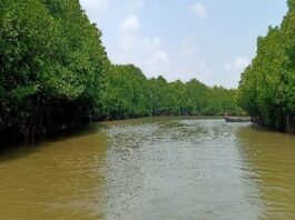 Landscape view of the Pichavaram Mangroves captured during row boat ride