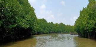 Landscape view of the Pichavaram Mangroves captured during row boat ride