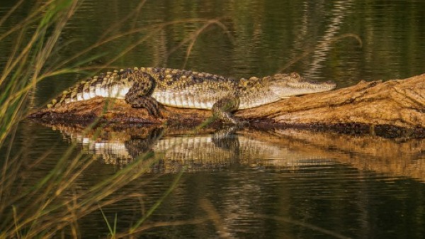 Crocodile in a waterbody at the National Park