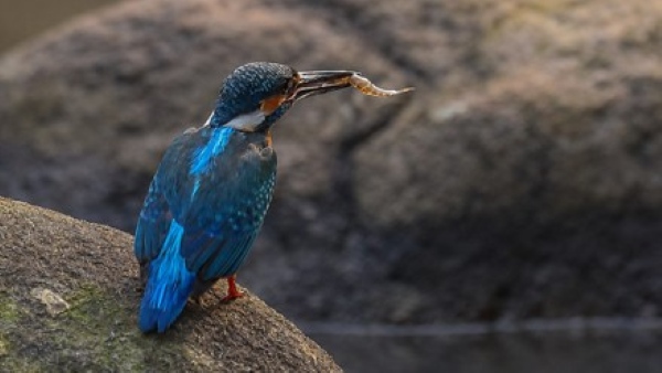Kingfisher bird with a catch