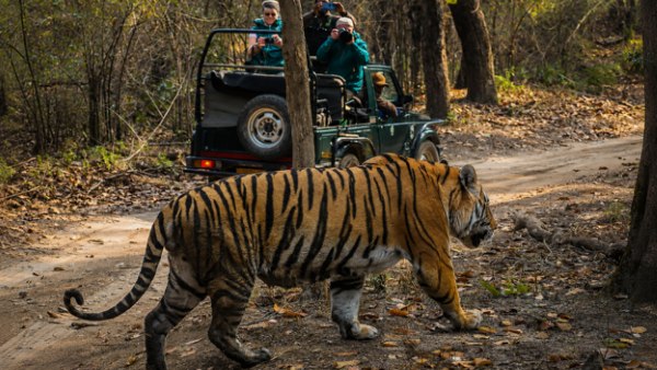 Tiger crossing the safari path at Pench National Park