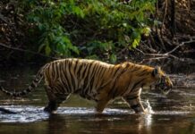 Weekend Trip To Pench National Park: Safari, Nature & Stay Tiger at a waterbody at Pench National Park