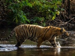 Weekend Trip To Pench National Park: Safari, Nature & Stay Tiger at a waterbody at Pench National Park