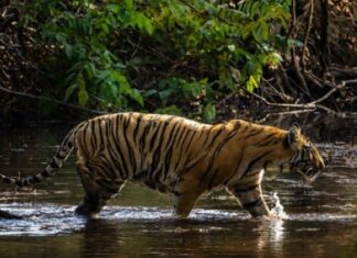 Weekend Trip To Pench National Park: Safari, Nature & Stay Tiger at a waterbody at Pench National Park