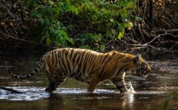 Weekend Trip To Pench National Park: Safari, Nature & Stay Tiger at a waterbody at Pench National Park
