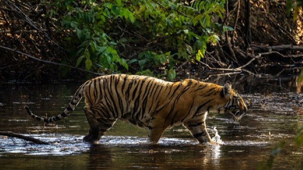 Tiger at a waterbody at Pench National Park